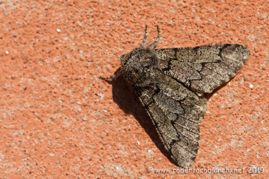 Biston strataria (Geometridae)